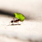 a single ant carrying a leaf along a stone patio