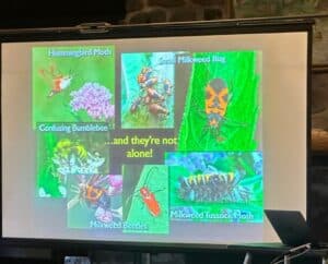 A slide of assorted insects on native milkweeds with colorful insects.