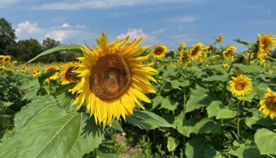 a large yellow sunflower with a honeybee standing in front of a field of sunflowers.