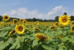 a field of large yellow sunflowers that look like happy faces below a blue sky.