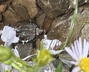 a dark grey quarter-sized baby snapping turtle in a stream next to native aster blooms