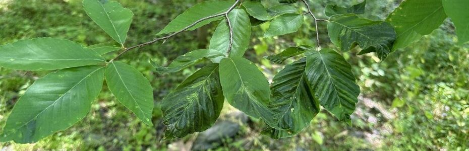 the leaves of a beech tree with the early stages of beech leaf disease - only a few leaves have dark black bands.