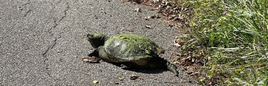 a large moss covered snapping turtle crossing the road