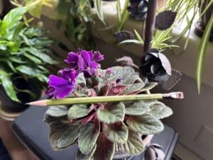 a green pencil labeled Blackwing 17 sitting on an African violet with dark purple blooms