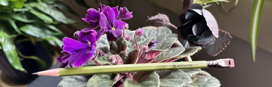 a green pencil labeled Blackwing 17 sitting on an African violet with dark purple blooms