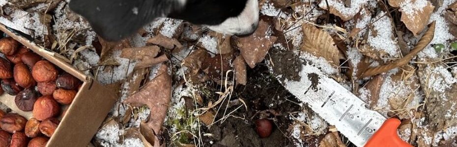 a white dog with black ears look down at a buckeye seed being sowed amongst light snow.