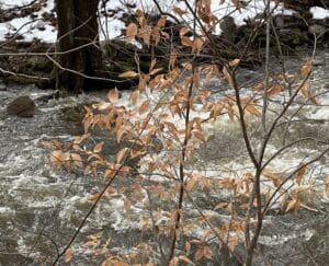 A Young Beech Tree in winter with tan leaves in front of Jacksonburg Creek, rushing like a river with racing currents.
