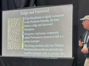 A slide showing dark brownish-grey Ridge and Furrowed Persimmon Bark.