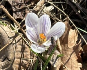 honeybees in a single crocus with white petals and narrow purple stripes