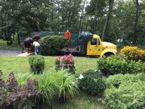 a yellow truck making the delivery with rows of Alpine plants on the lawn,