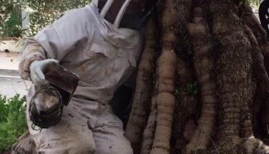 a person in a white hazmat suit and black mesh face covering reaching into a trunk of a tree for honeybees.