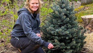 Mary Stone kneeling next to a blue spruce transplant wearing a grey sweatshirt and muddy pants.