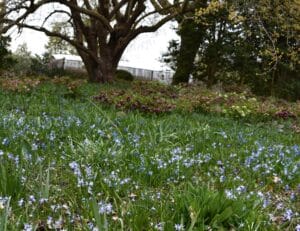 a carpet of Siberian Squill with dainty purple flowers and grass-like foliage