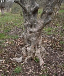 a knarly trunk of a grey and brown pathcy barked Kousa Dogwood at Willowwood Arboretum