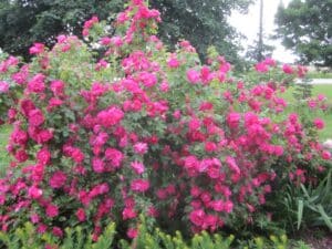 Koleen's garden featuring John Cabot Rose filled with hundreds of hot pink flowers.