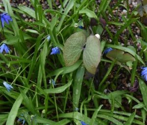 A Twinleaf that looks like a dainty set of lungs amongst purple-flowering Scilla at Willowwood Arboretum.