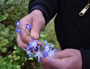 Bruce Crawford hands holding the purple flowers of two types of varieties Scilla siberica (Siberian Squill) plantd at Willowwod Arbortetum.