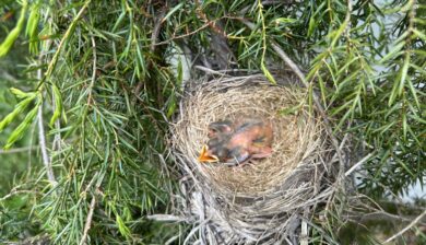 a birds eye view of nest of baby robins in an evergreen shrub.
