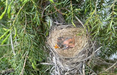 a birds eye view of nest of baby robins in an evergreen shrub.