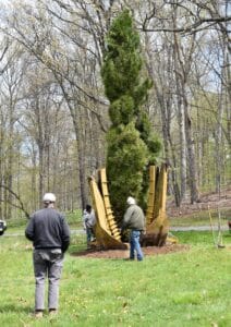 a giant umbrella pine in a tree spade being put in the garden