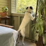 a white dog with black ears standing with front paws on the chair rail on a screened porch.