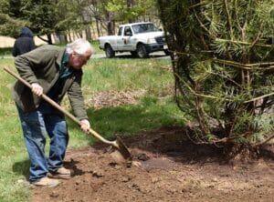 a grey haired man with a shovel planting a giant umbrella pine