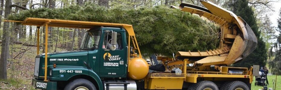 a large truck with a spaded holding the giant umbrella pine as a mother and young boy watch.