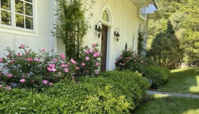a white stucco house with a boxwood hedge and pink knockout roses and white climbing roses.