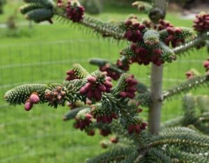 a bluesish -needled conifer with pink candles of new growth