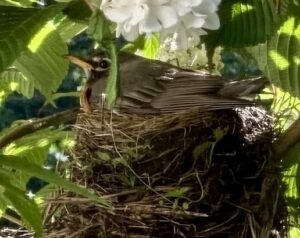 a robin sitting on a nest below a white flower in a viburnum shrub.