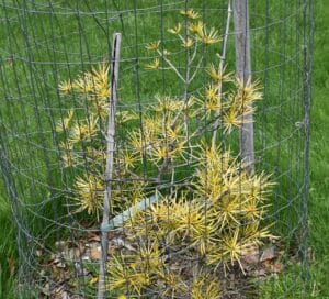 a small tree in a cage with sparse yellow needles.