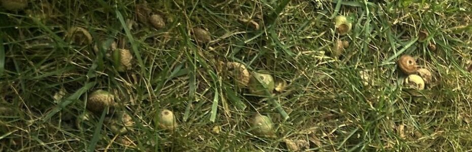 young acorns that dropped early on a lawn next to a lawn mower.