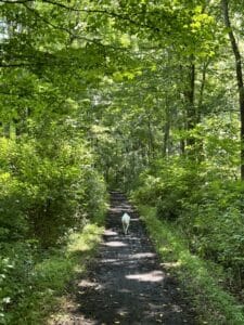 a white dog on a woodland trail with golden leaves that dropped in mid-July.