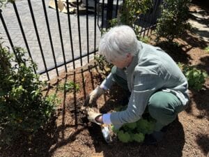 a white haired gal with short hair crouching to dig in dahlia bulbs.