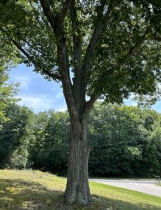 a large oak tree on a lawn.