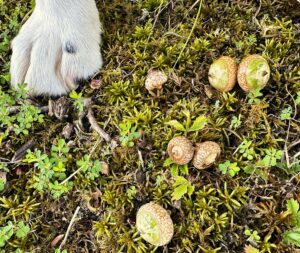 immature acorn drop in moss next to a white dog paw. 