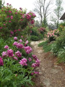 Koleen’s garden path with pink roses