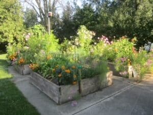 Koleen’s raised kitchen gardens to deter rabbits.