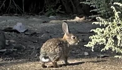 A rabbit in a lawn facing side ways