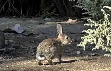 A rabbit in a lawn facing side ways