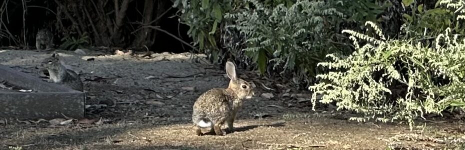 A rabbit in a lawn facing side ways