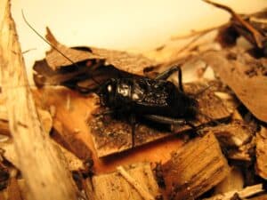 A black Fall Field Cricket