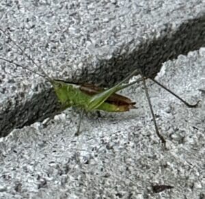 A green katydid on a cinder block