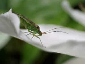 A Meadow Katydid on a white petal