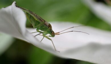 A Meadow Katydid on a white petal