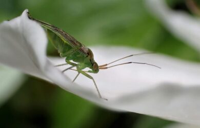 A Meadow Katydid on a white petal