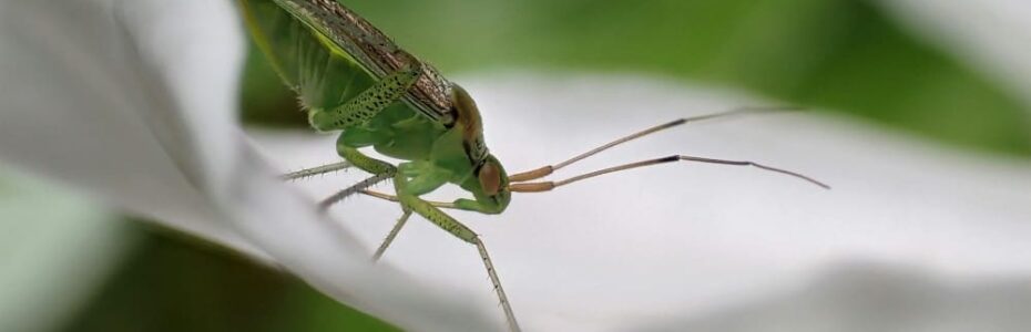 A Meadow Katydid on a white petal