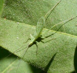 lime green Snowy Tree Cricket on a green leaf