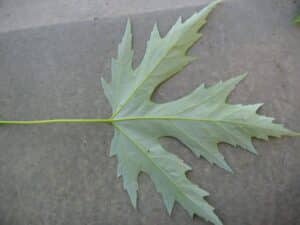 the silvery underside of a Silver maple Leaf