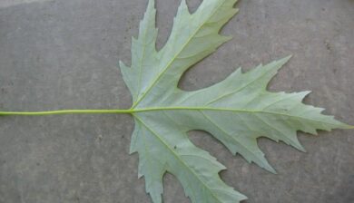 the silvery underside of a Silver maple Leaf